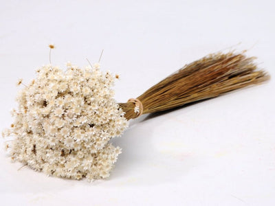 Glixia (fleur d'étoile) blanc séché naturel