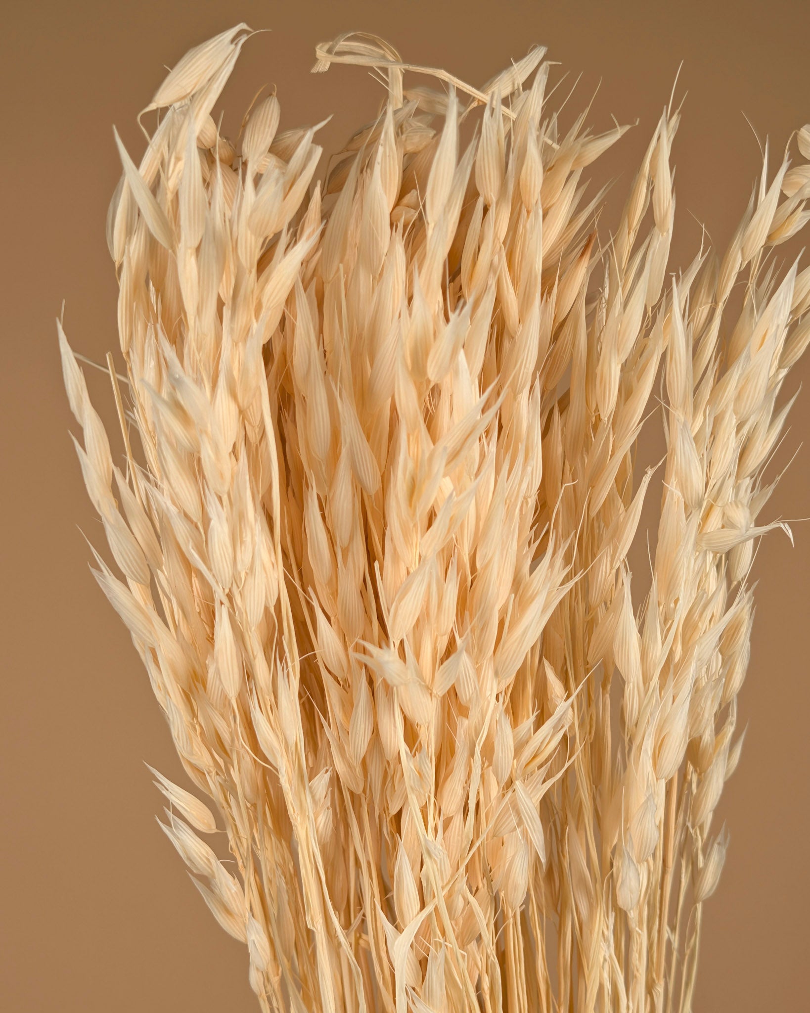 Getrockneter Hafer (Avena) bleichte gebleicht