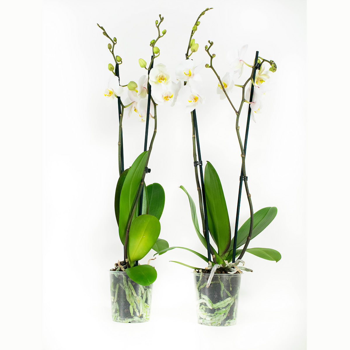 Phalaenopsis Frühlingszeit (2 Stücke)