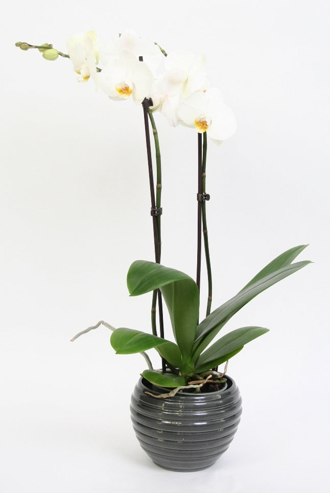 Phalaenopsis Orchid 2 branches in ceramics Move Dark Gray