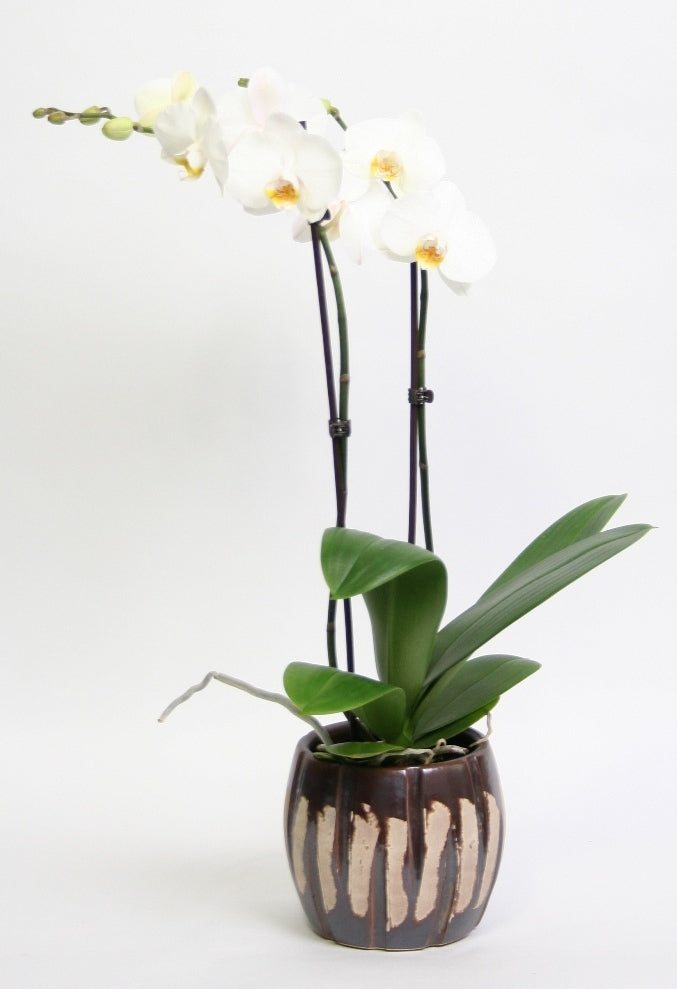 Phalaenopsis Orchidee 2 takken in keramiek Jurre bruin