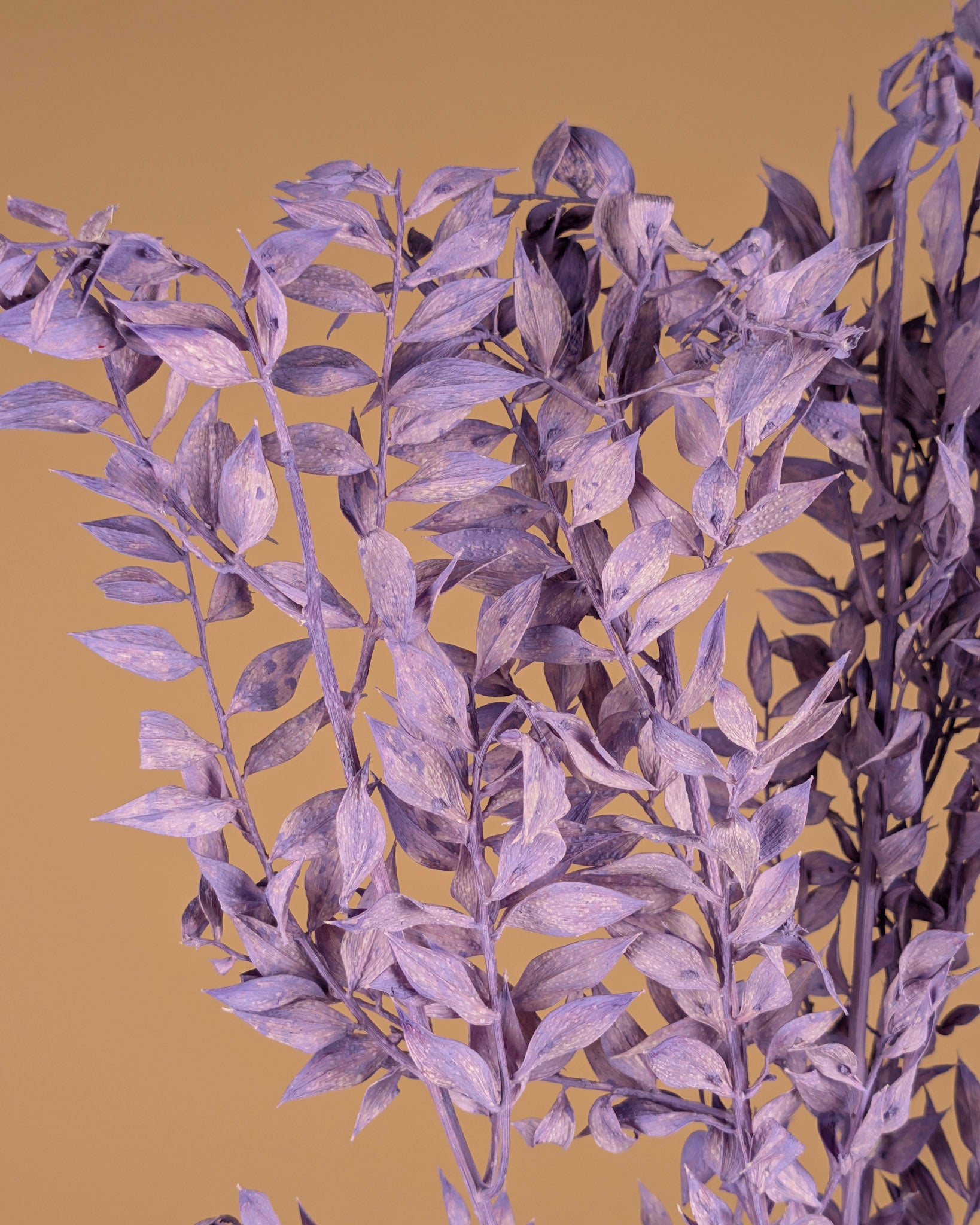 Ruscus milcha erhalten