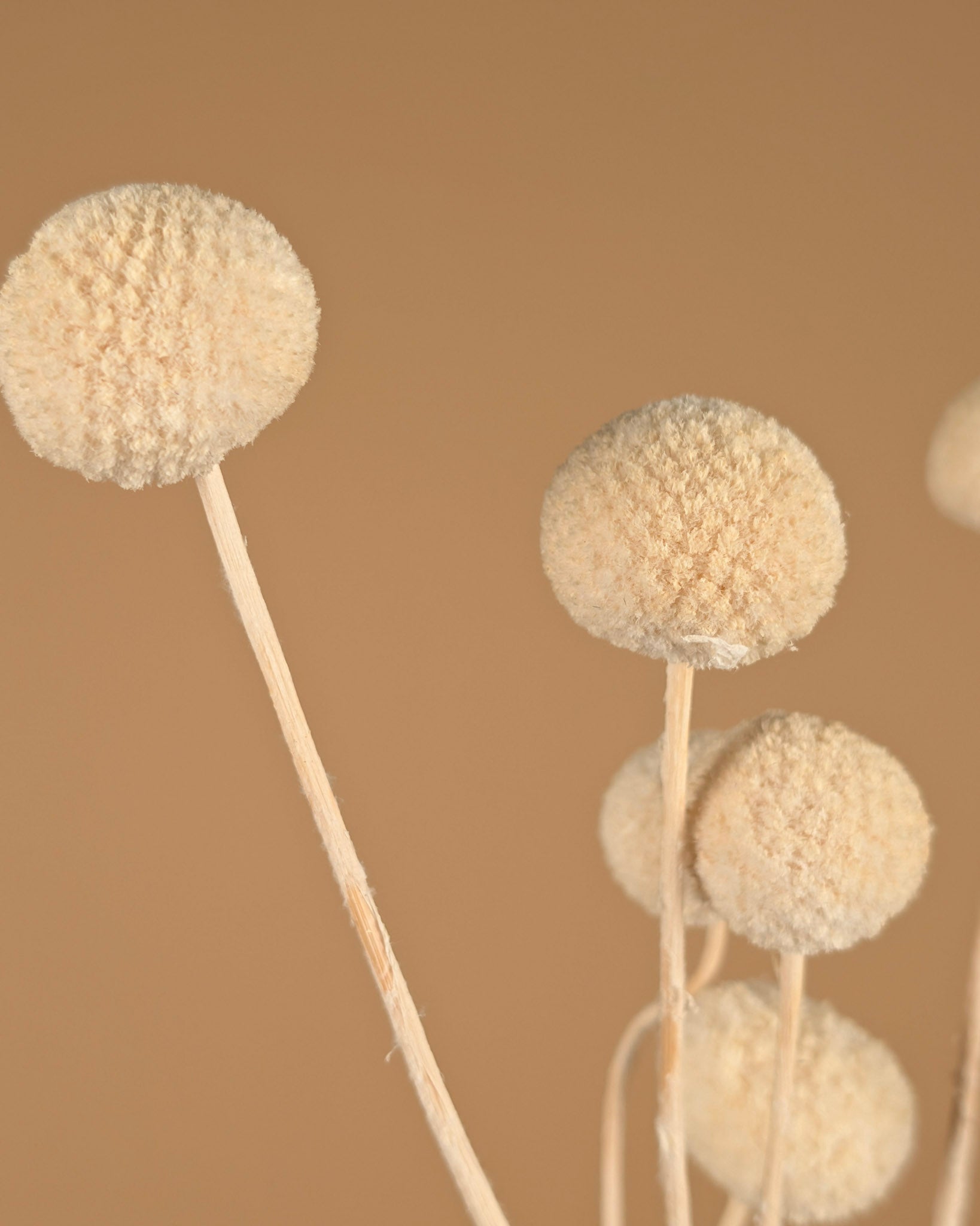 Crraspedia séché blanc blanchis 10 tiges