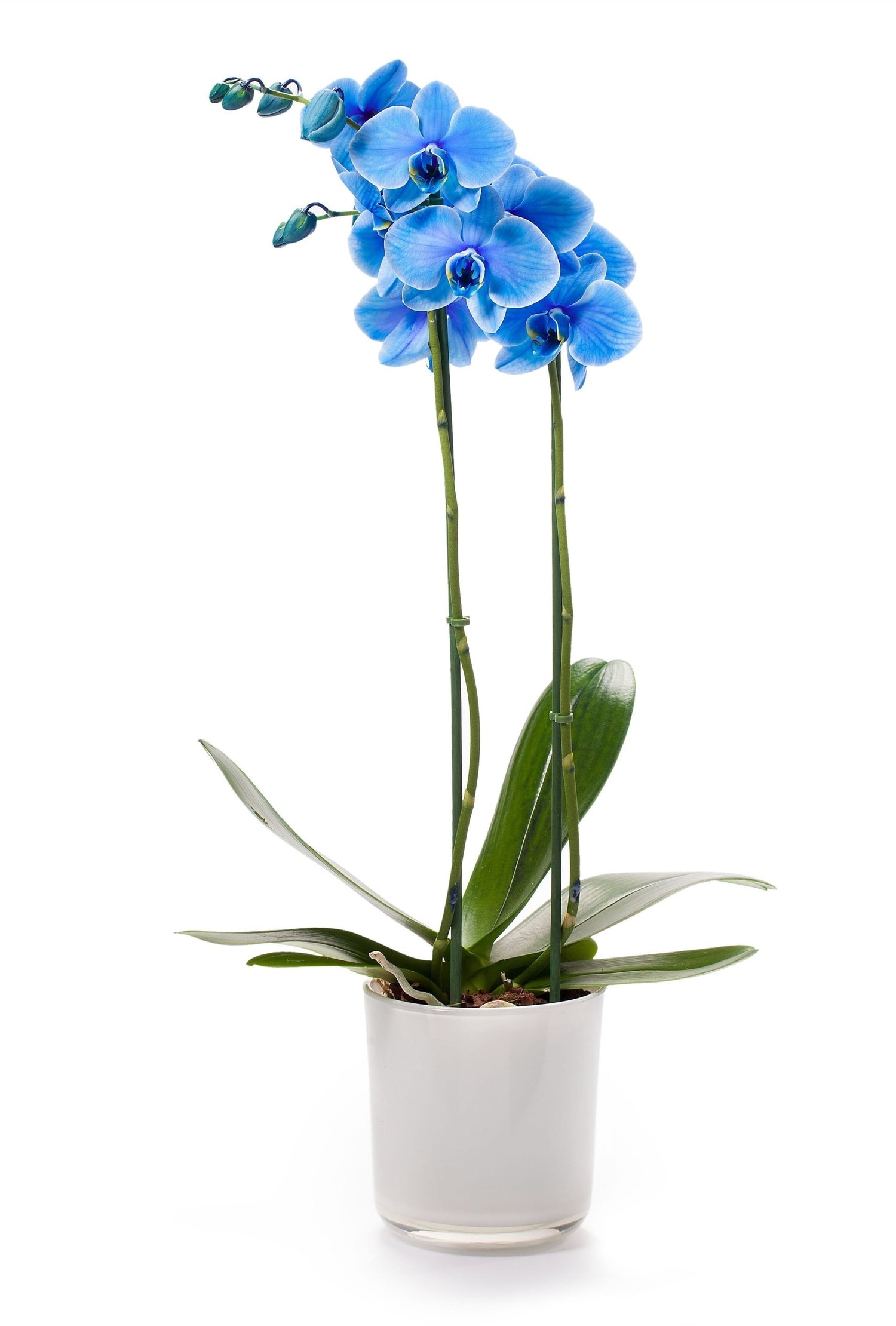 Phalaenopsis orchid blue 2 branches in a white glass spot