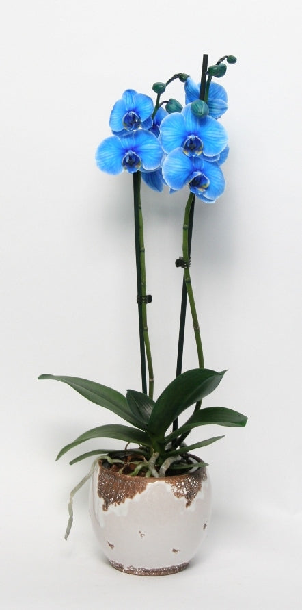 Phalaenopsis 2 takken geverfd blauw in keramiek Old Look