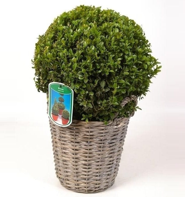 Buxus bol van 30 cm in een rieten mand