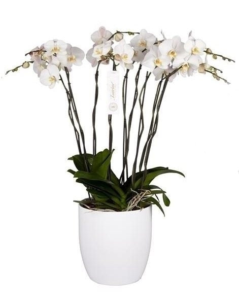 Phalaenopsis Orchida Grandiflora Tsarine Grand Deco