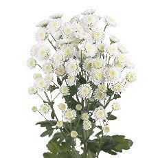 5 Chrysanthemen klein blüht