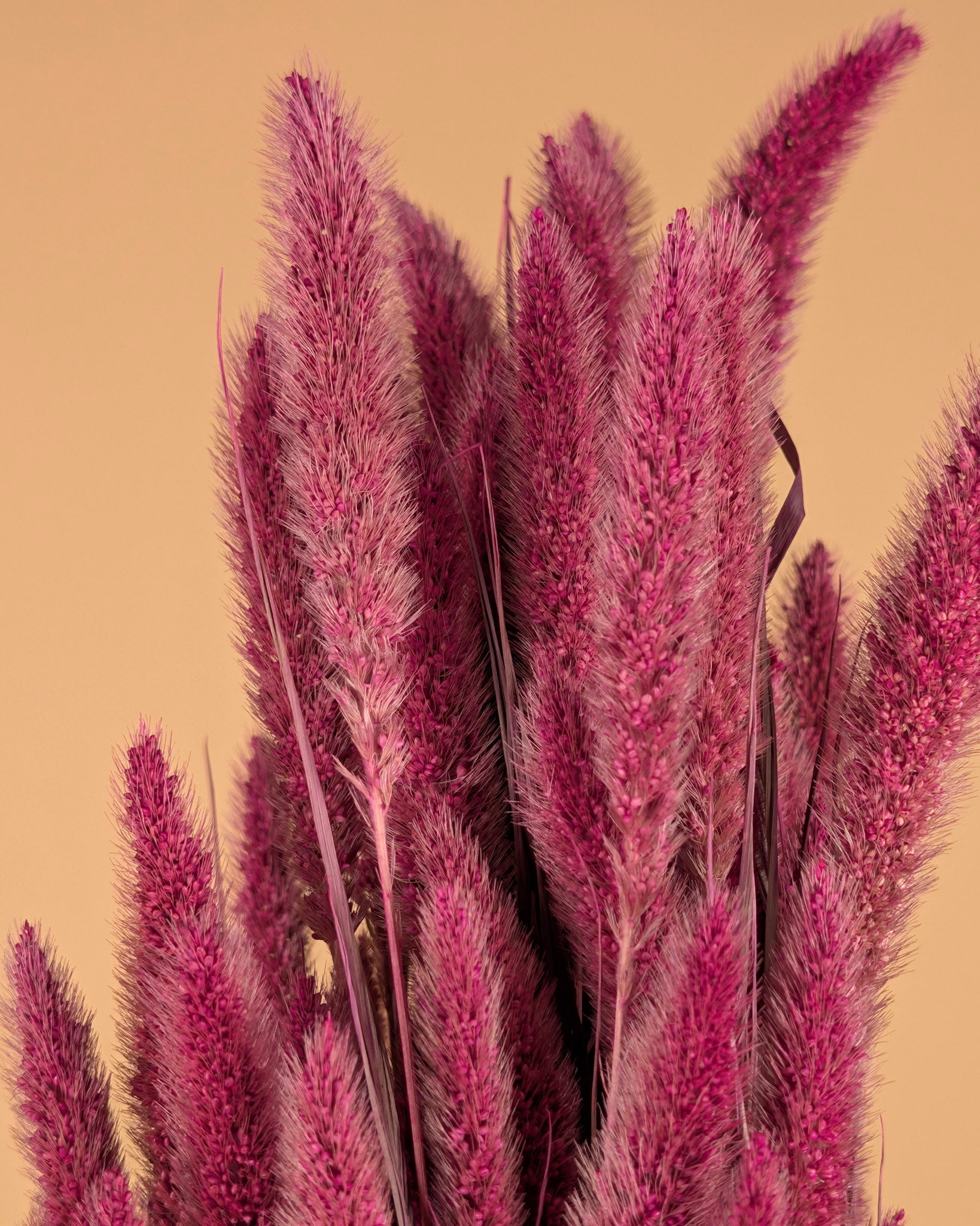Dried setaria pink