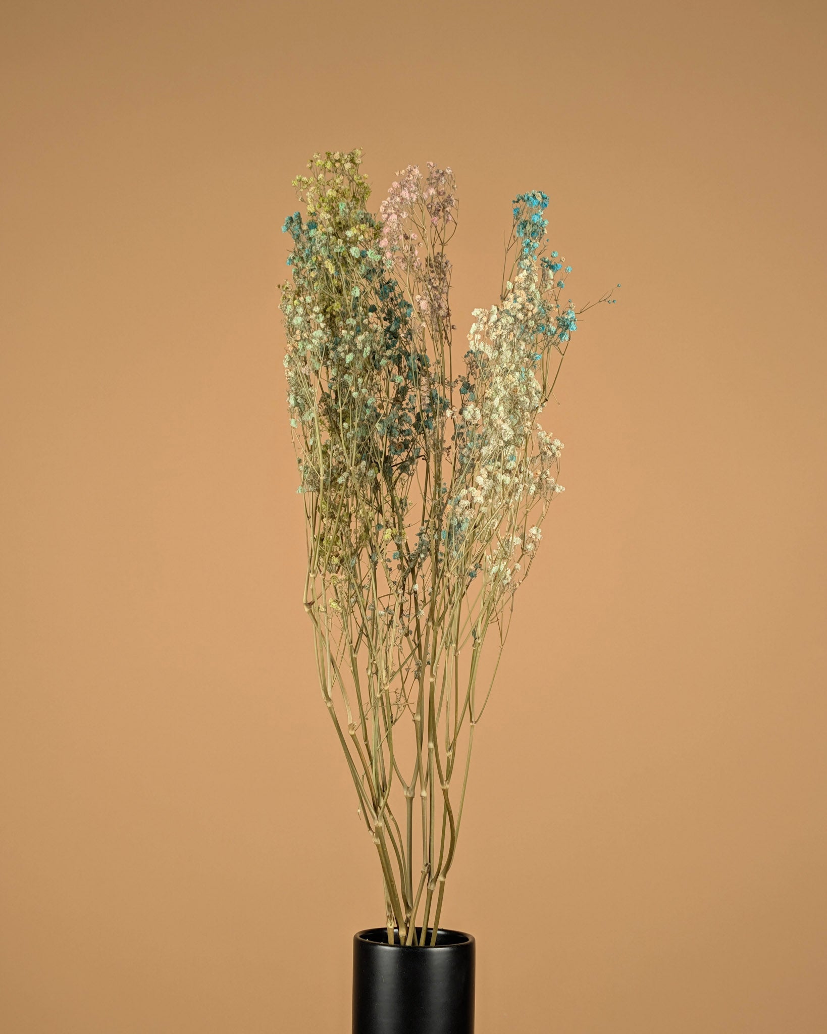 Gypsophila séché Rainbow (GIPSPRAID) - Diverses couleurs