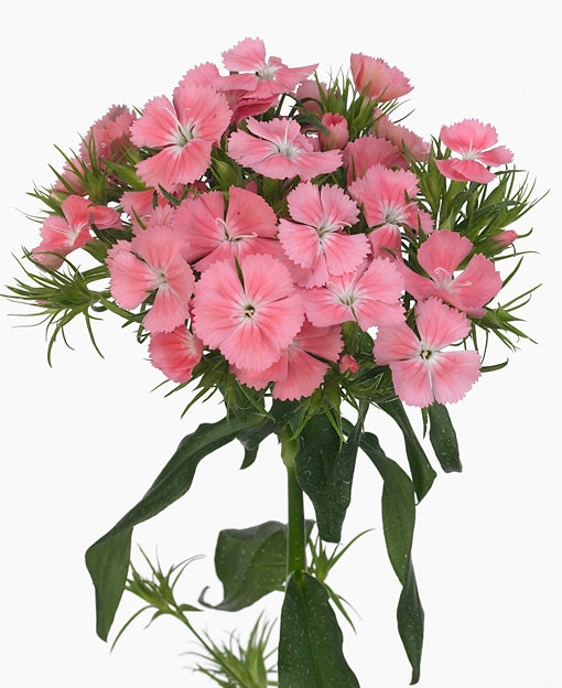 25 thousand beauty (Dianthus Barbatus)