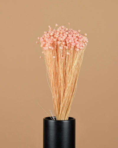 Getrocknete Cardoon Distel Oranje gemalt