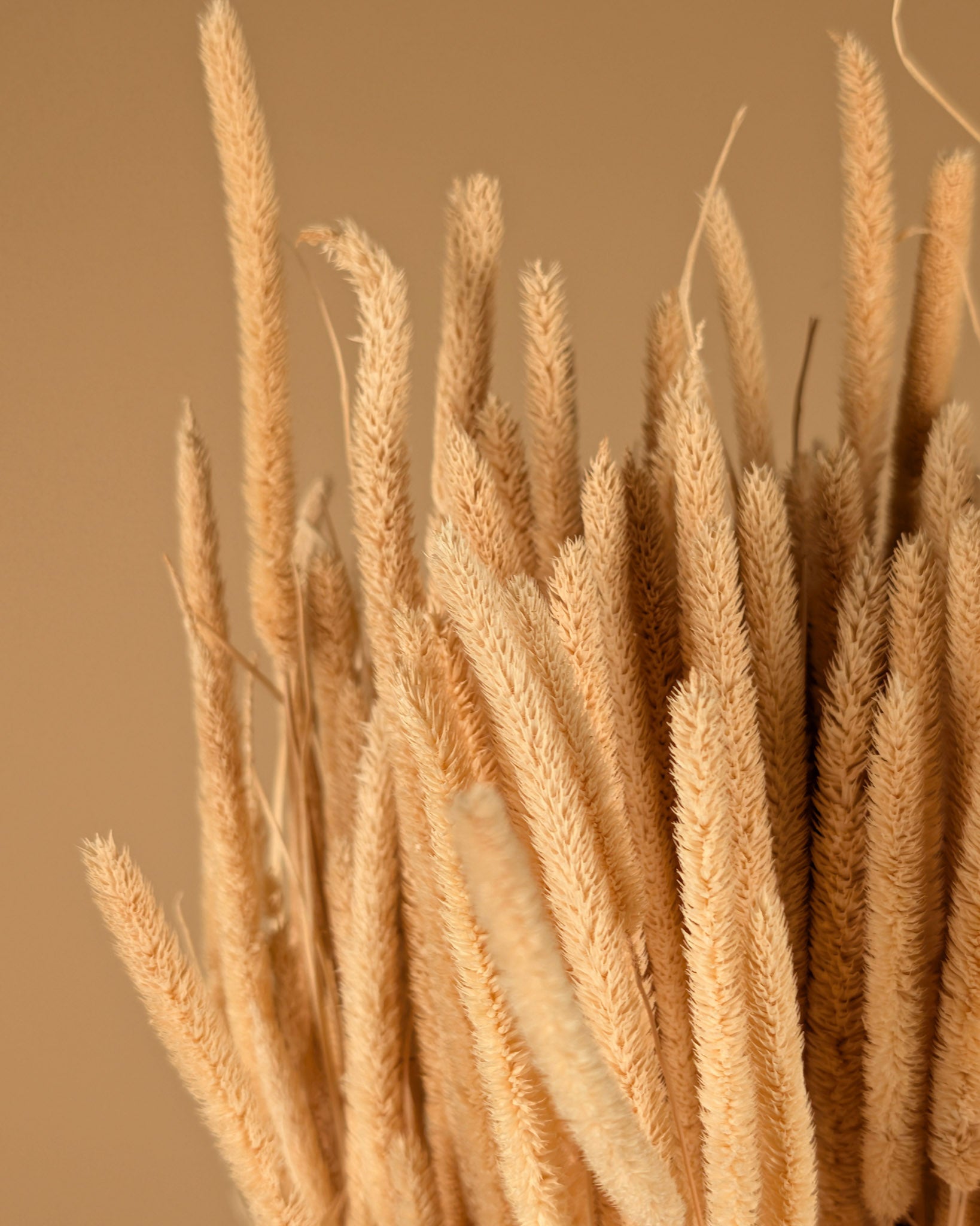 PHELEUM SPEAKENSETEL