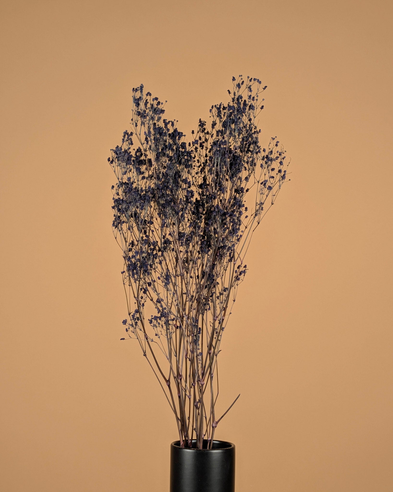 Gipskruid (Gypsophilia) – blauw