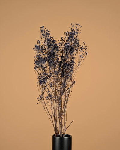 Gipskruid (Gypsophilia) – blauw