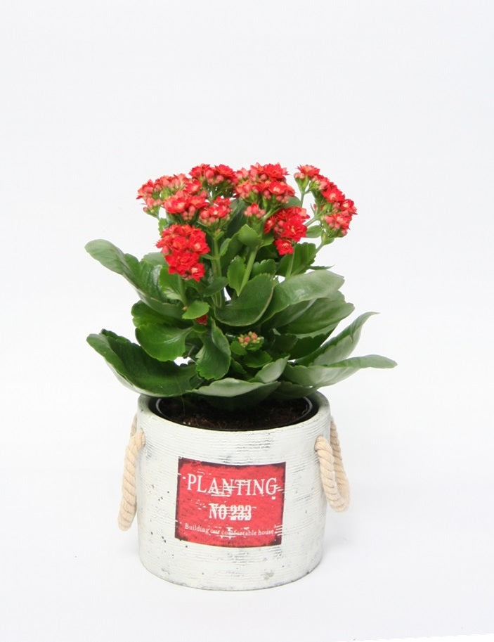 Kalanchoe en pot en céramique plantant du rouge