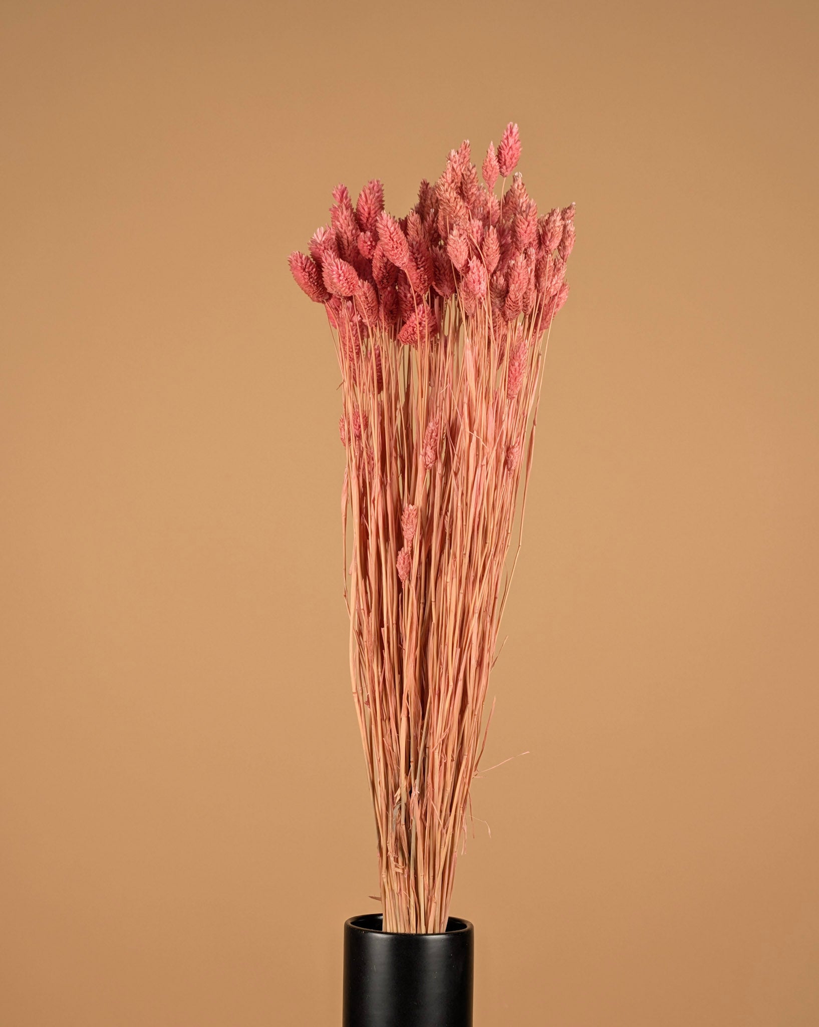 Phalararis séché rose clair (kanariegras)