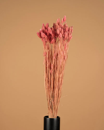 Gedroogde phalaris (kanariegras) – lichtroze