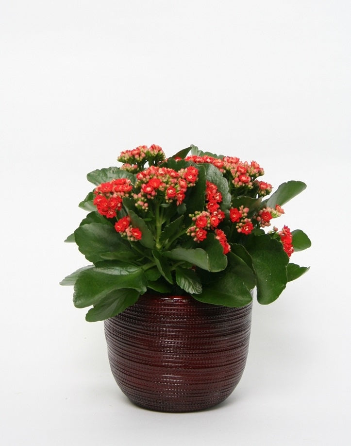 Kalanchoe en céramique Pot Cabo Red