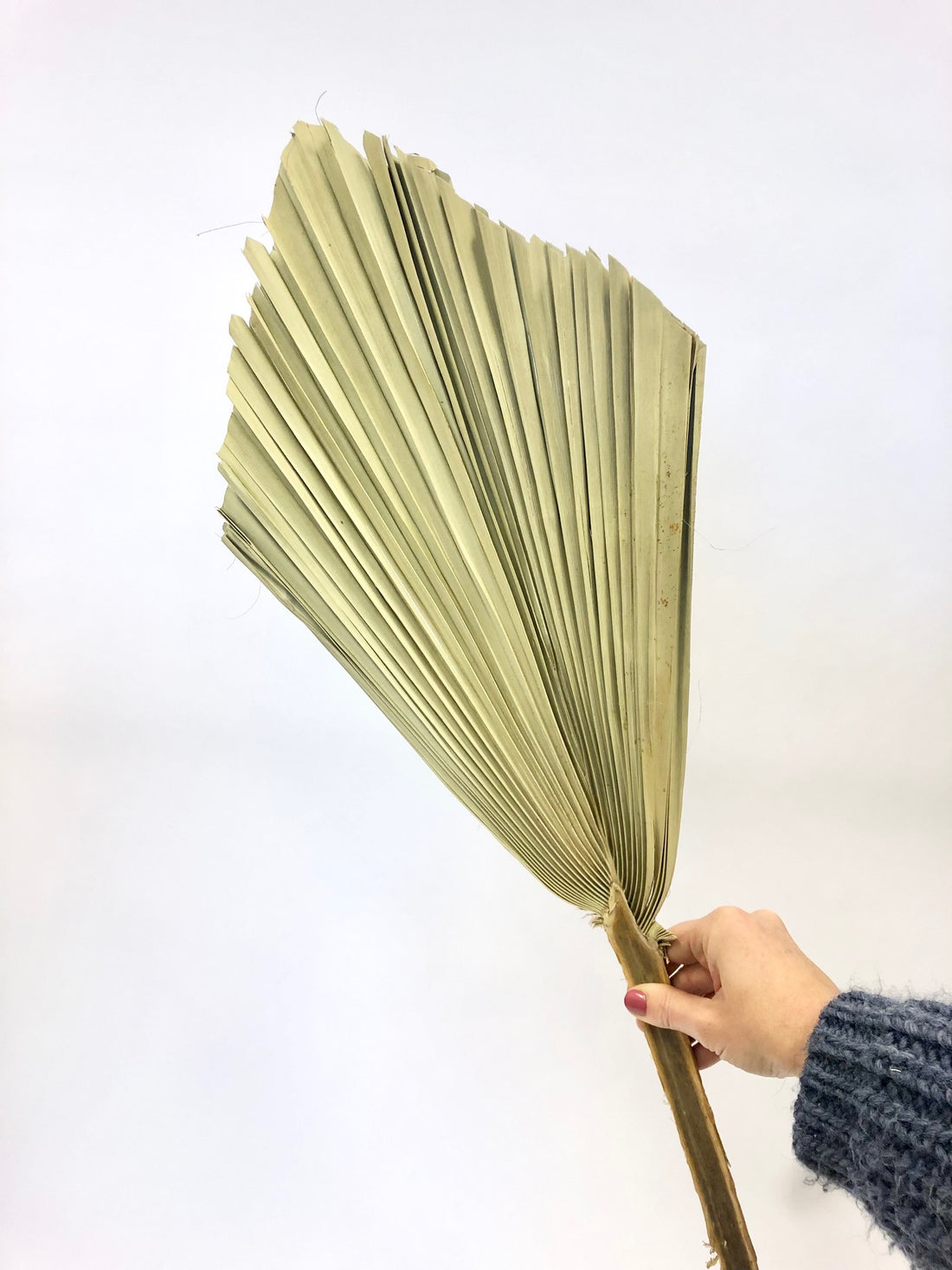 Palm Spear Super Large Natural