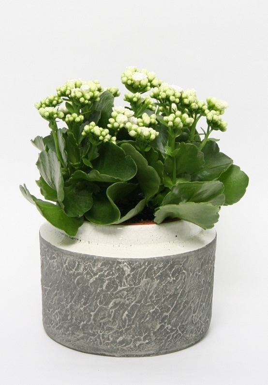 Kalanchoe im großen Keramik -Pot -Durban -Weiß