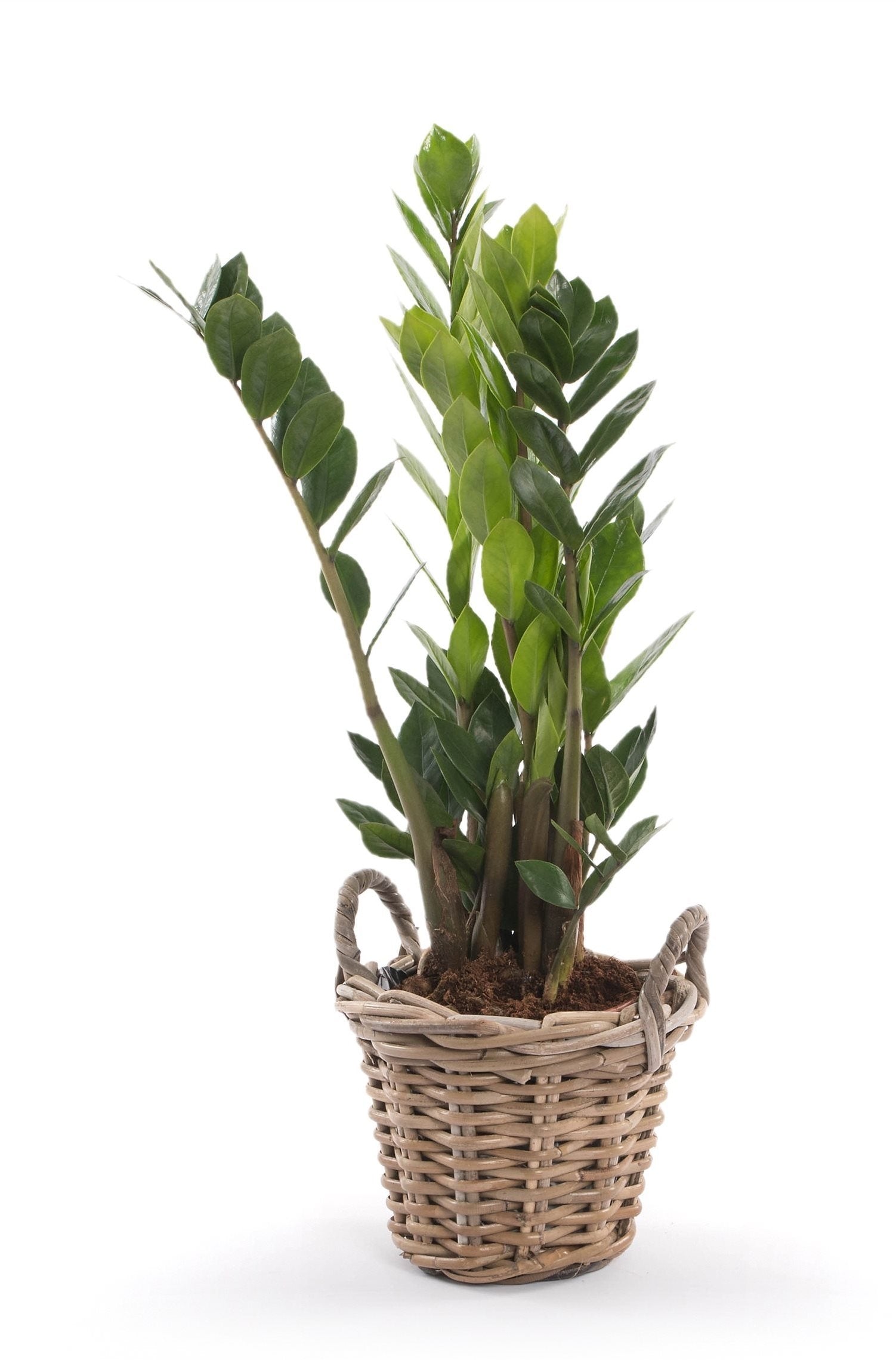 Zamioculcas dans un panier en osier