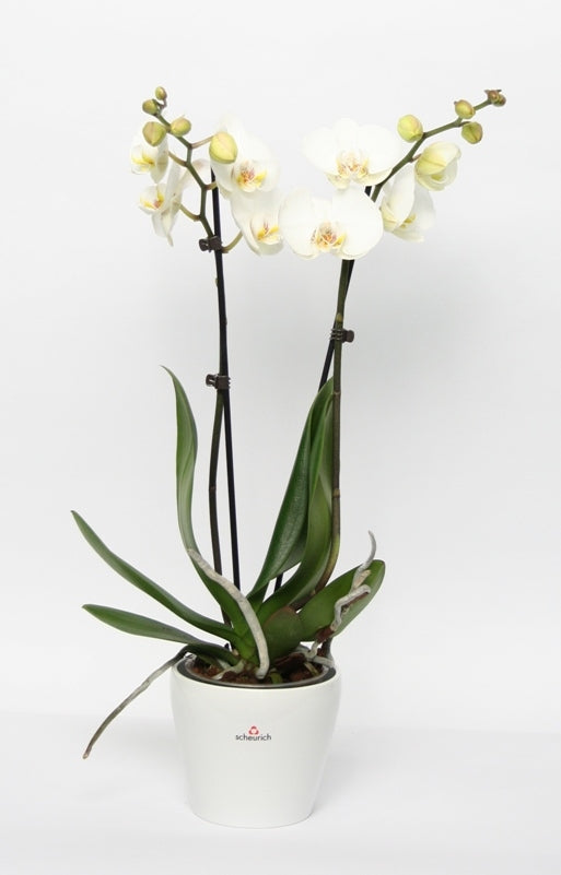 Phalaenopsis Orchid 2 branches en céramique tulipa blanc