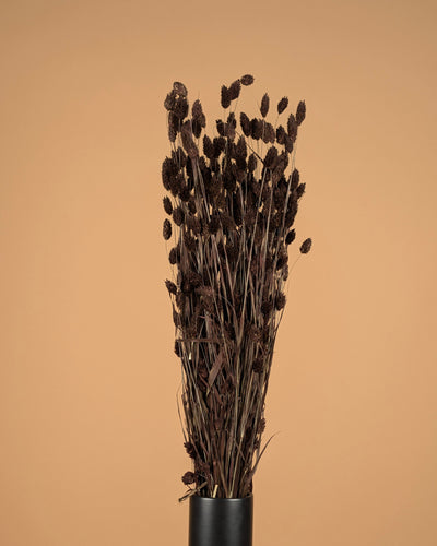 Phalaris séché brun foncé