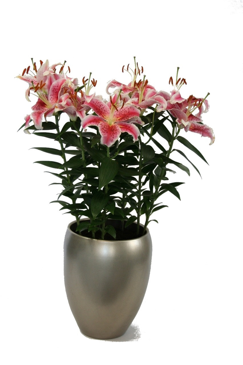 Lelie Oriental in a ceramic champagne vase