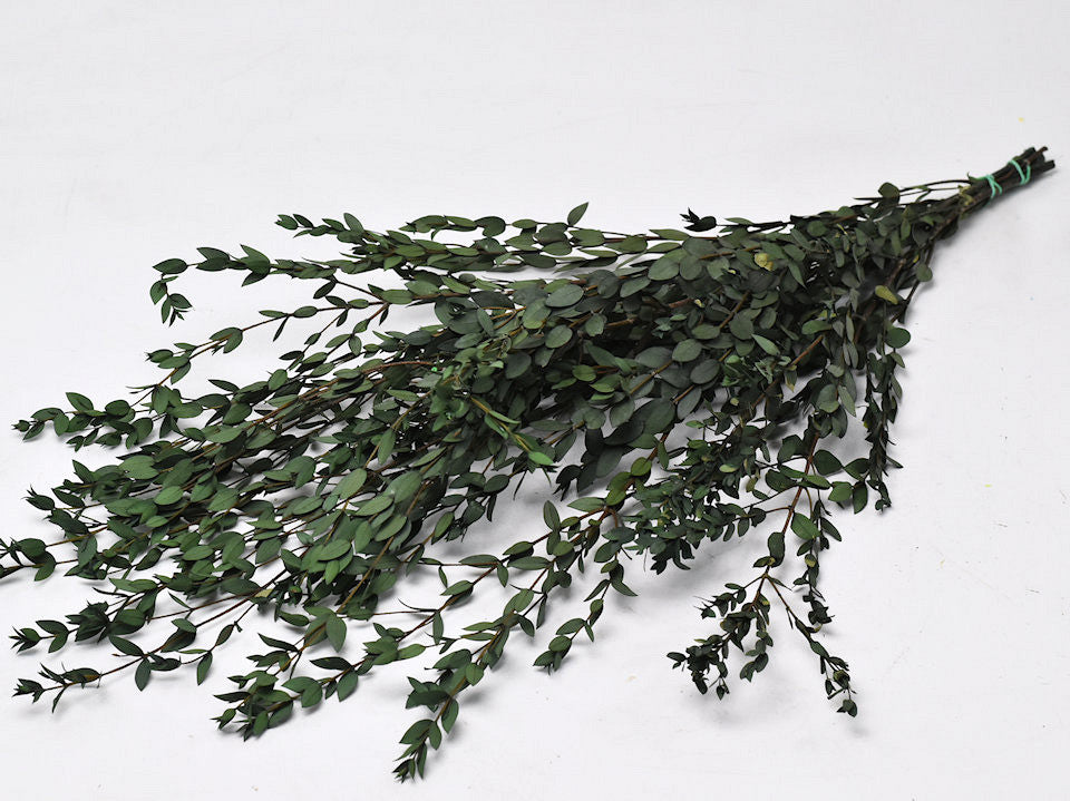 Eucalyptus Parvifolia green preserved