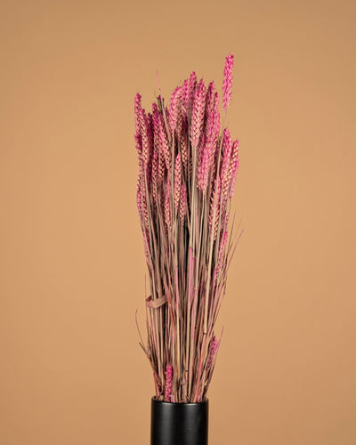 Blé rose foncé (triticum)
