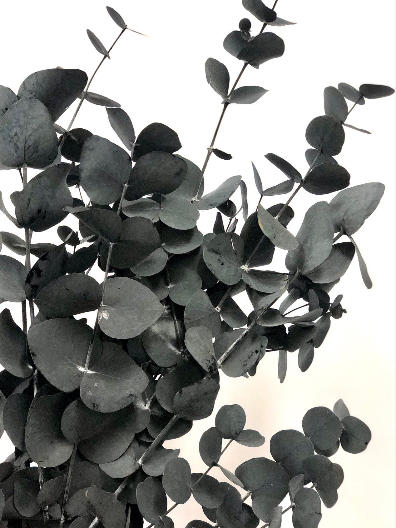 Eucalyptus cinerea preserved blue-green