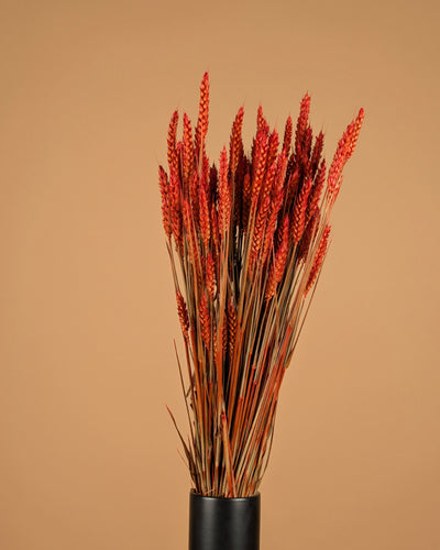 Gedroogde tarwe (triticum) – donker oranje