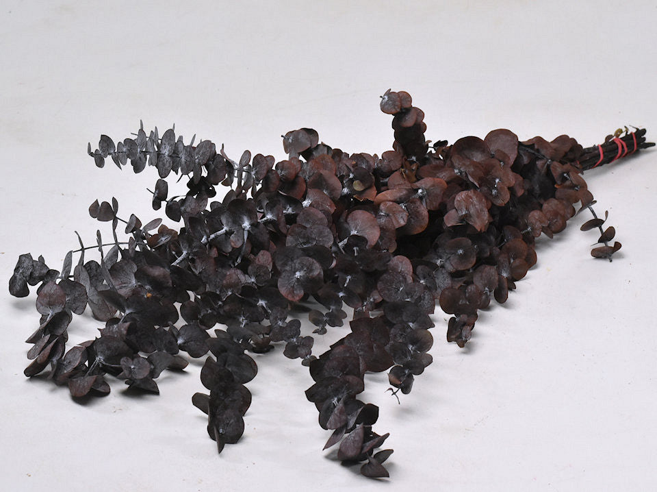 Eucalyptus Baby Blue red preserved