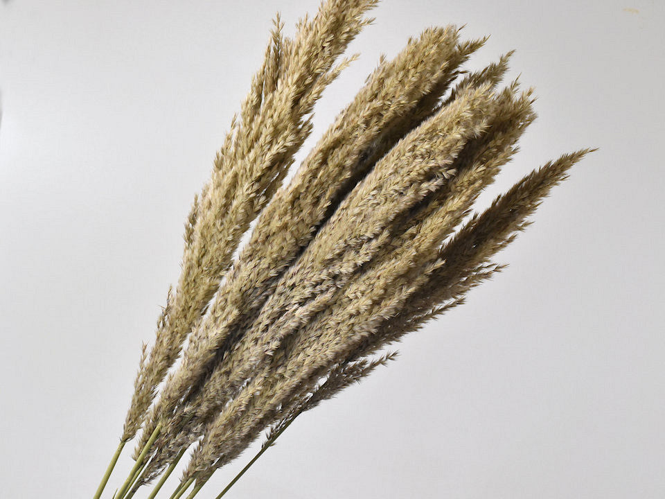 Pampas grass plumes beige dried