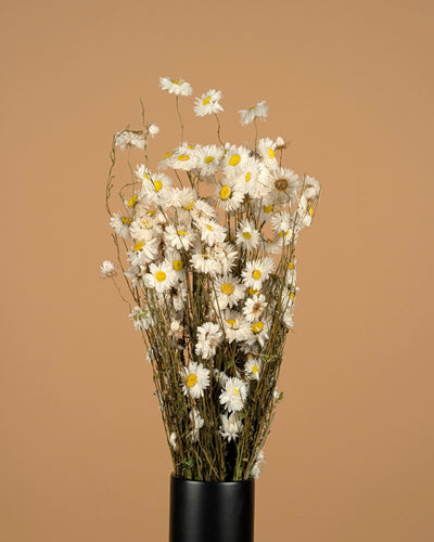 Getrocknetes Akroclinium weiß