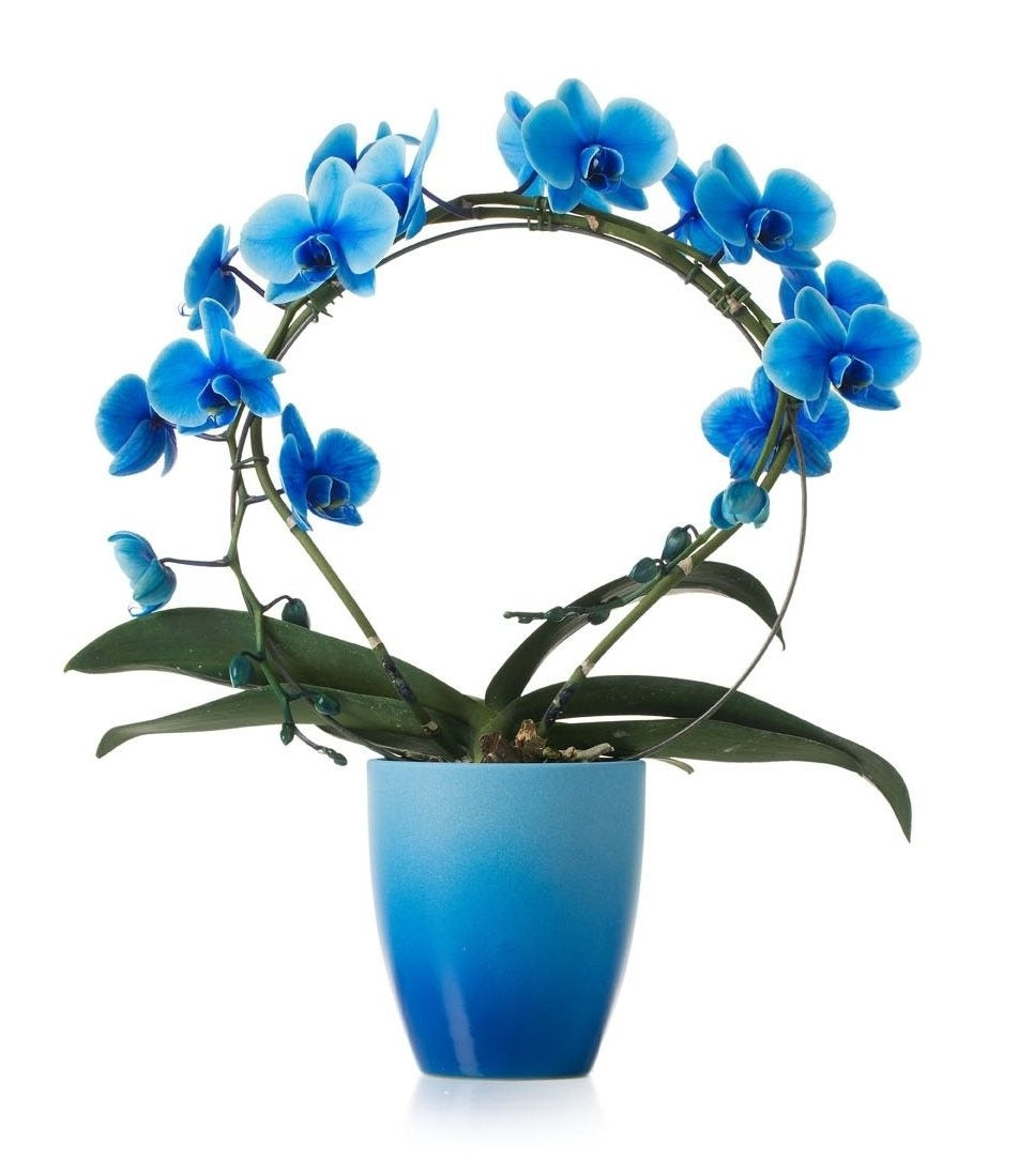 Phalaenopsis Orchidee blauw boog in keramiek Change blauw