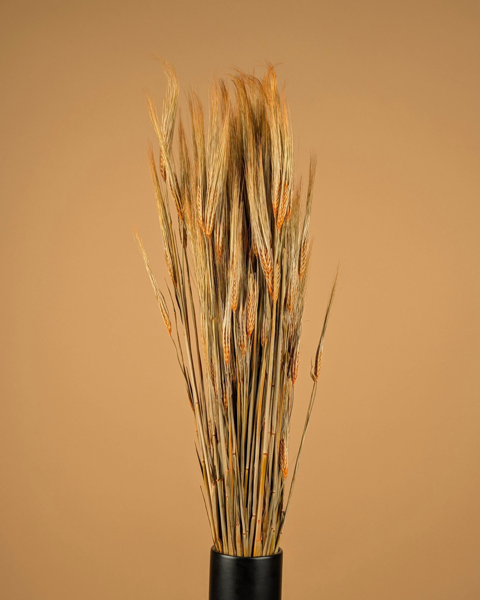 Gedroogde gerst – oranje