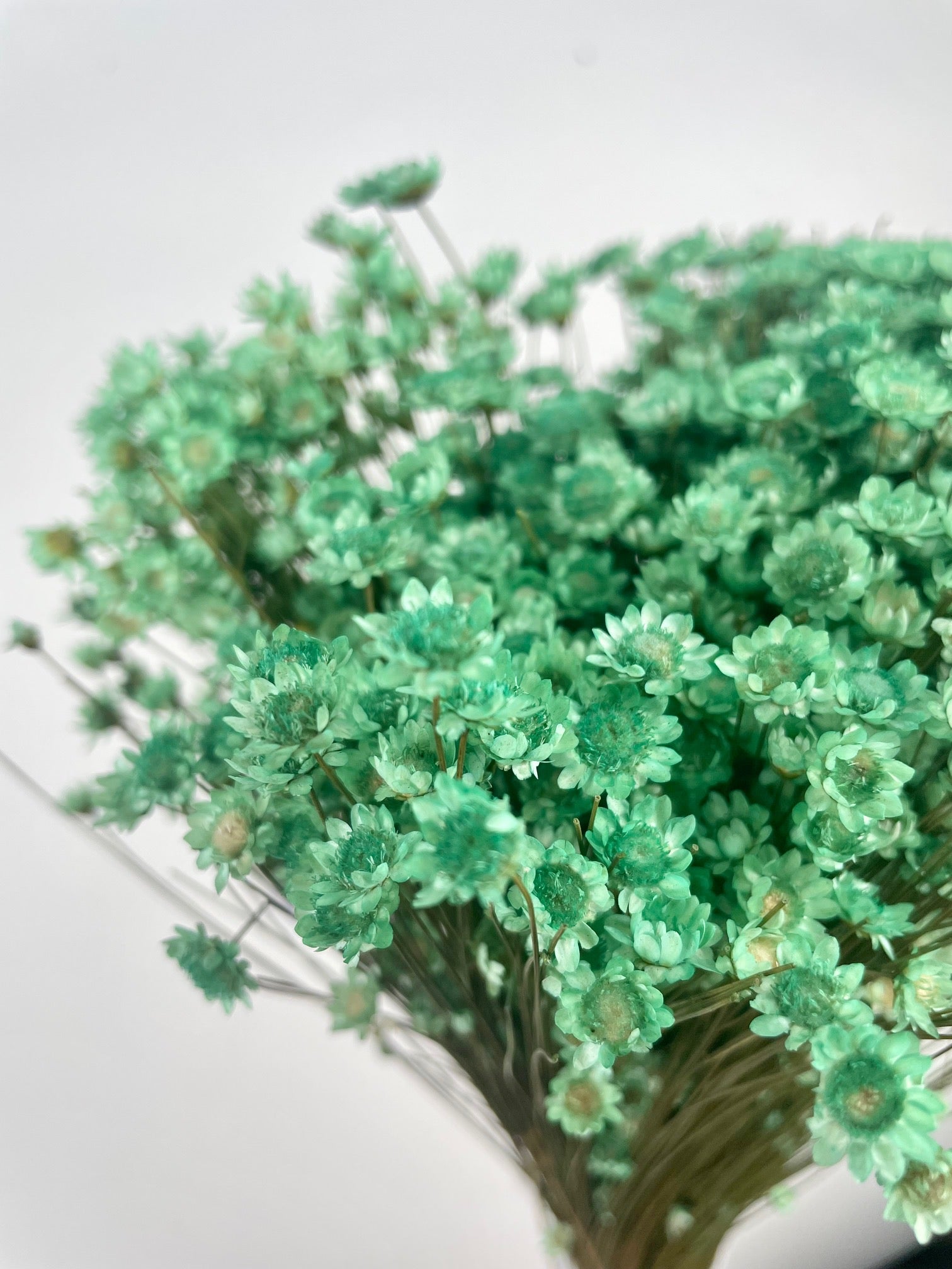Jazilda Mint Green séché