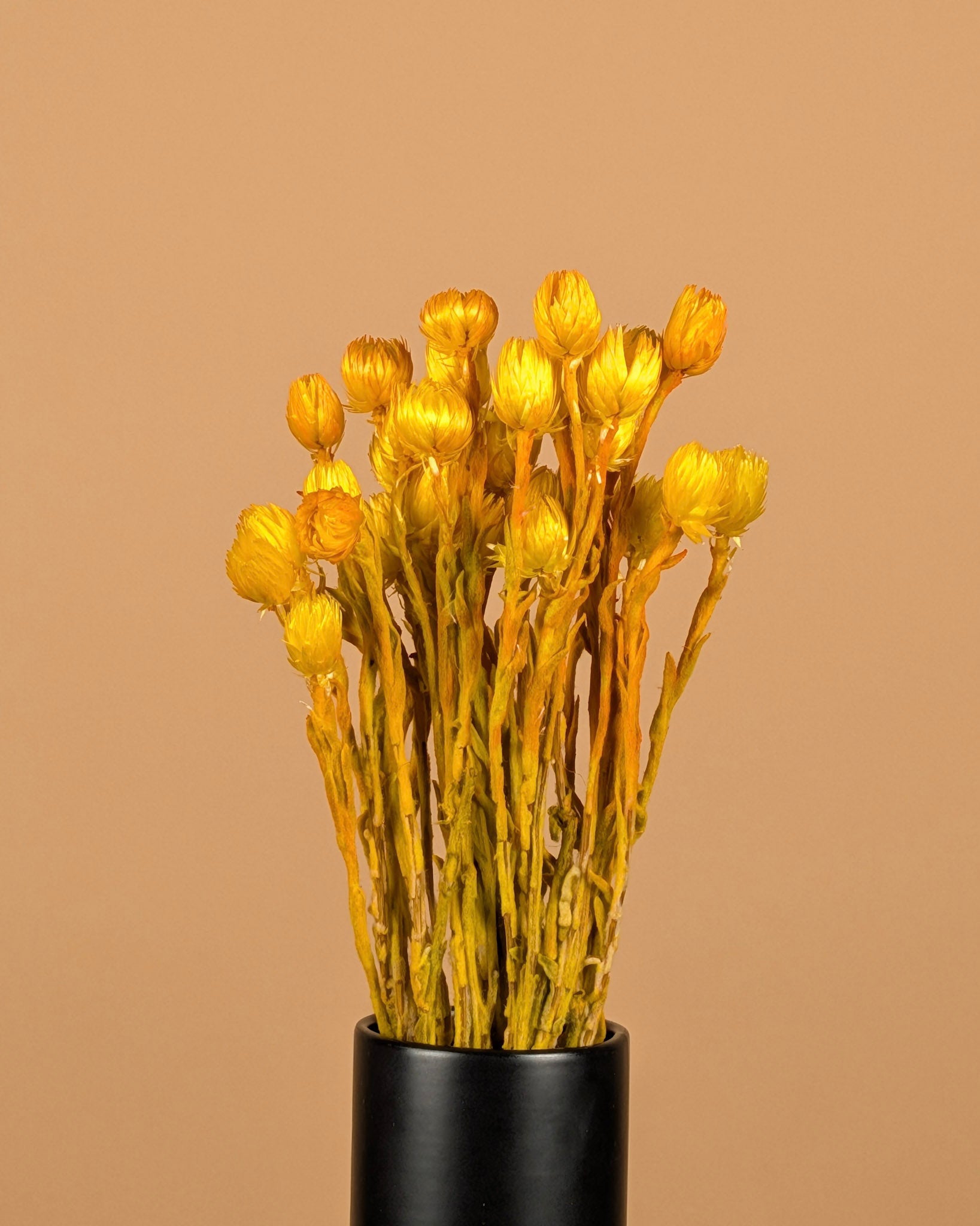 Helichrysum vestim jaune