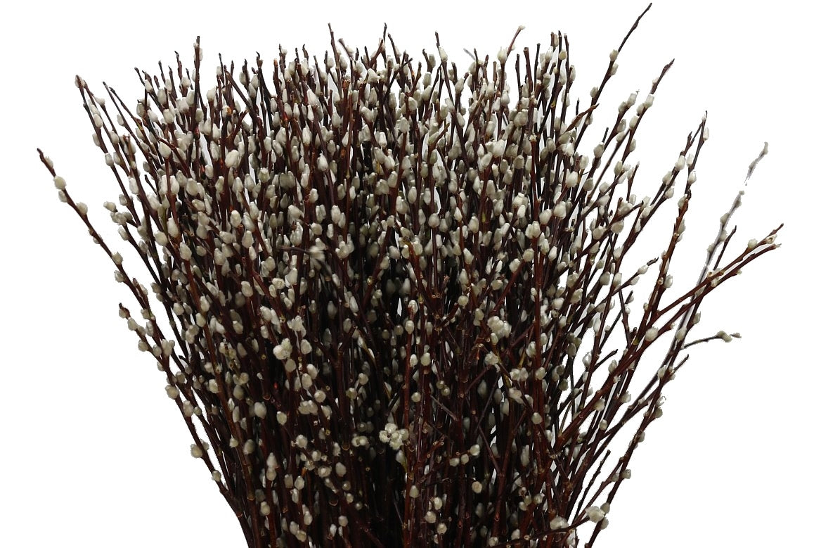 Cat branches (salix) long per 20 branches