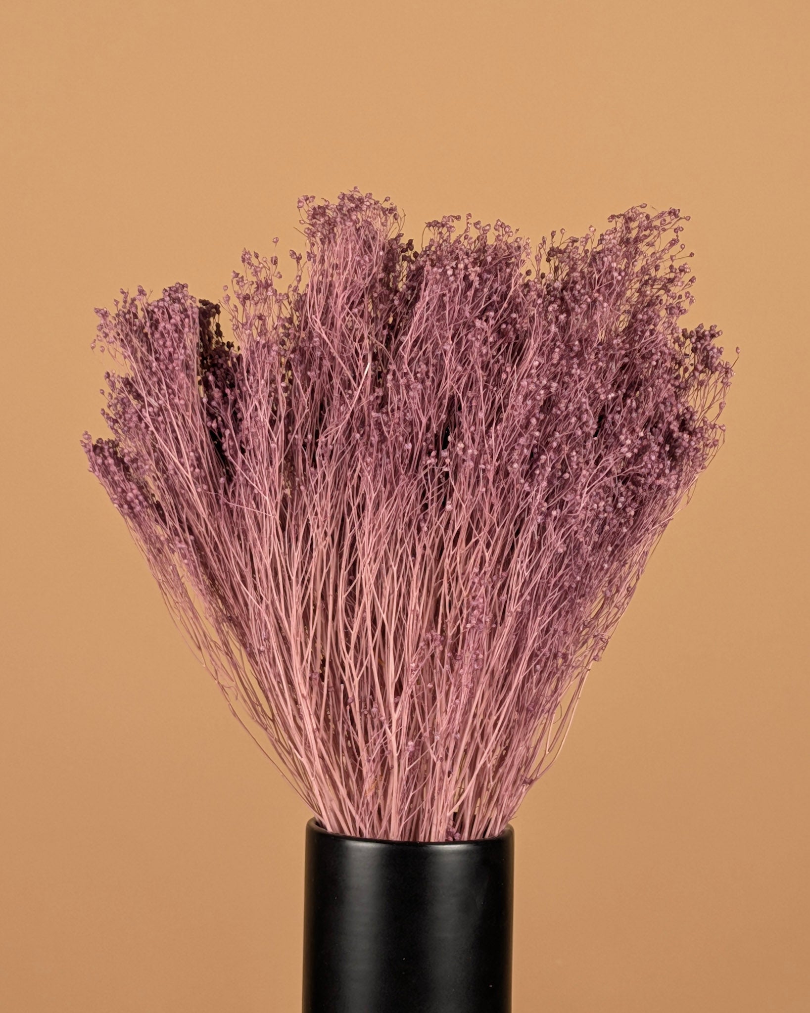 Broom séché Bloom milla violet