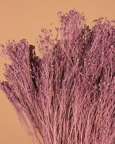 Dried Broom Bloom Milka Purple