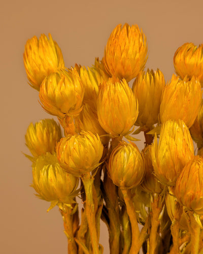 Helichrysum vestim jaune