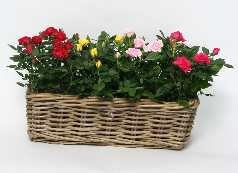 Potrozen mix in a rattan balcony basket antique gray