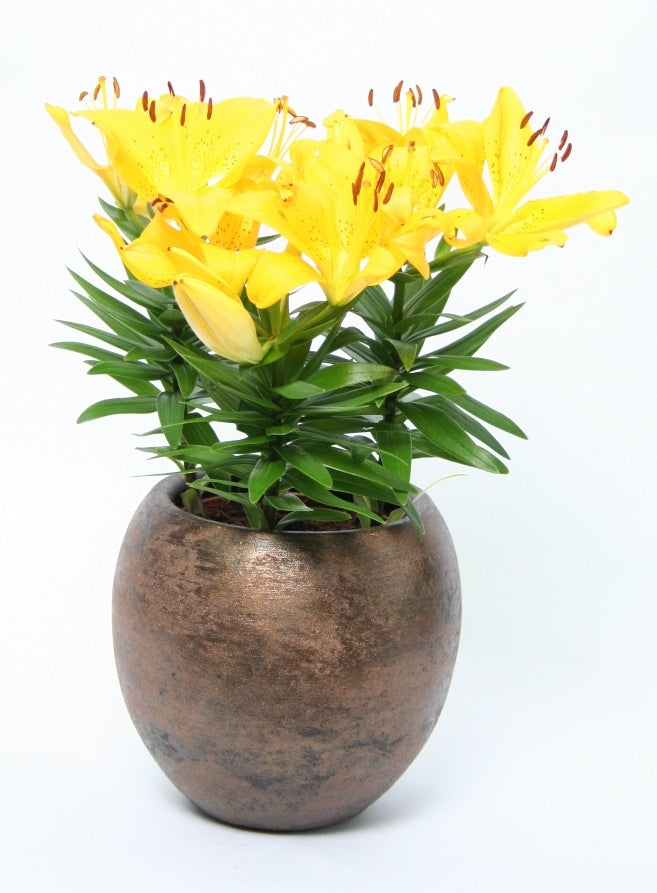 Lelie Asian in ceramics Palma Roest