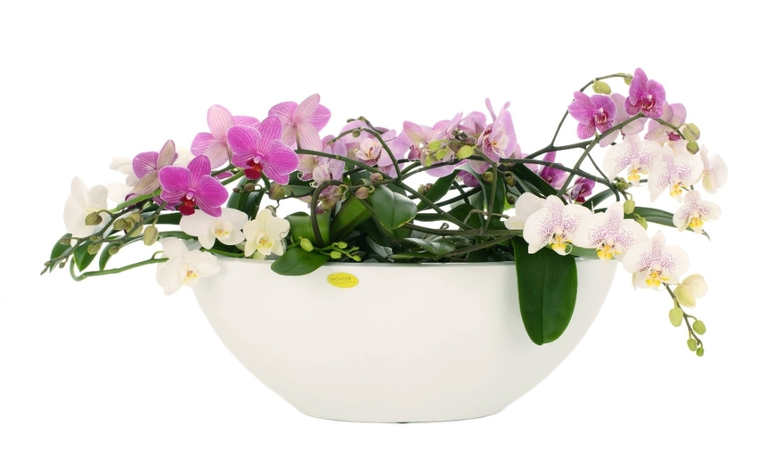 Phalaenopsis Artisto gemengd in een grote witte schaal