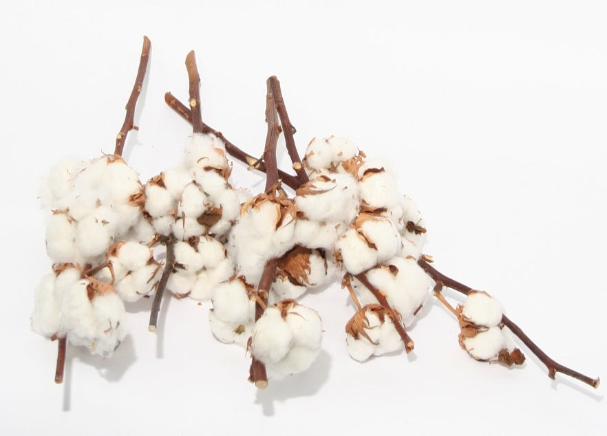 Short cotton branches (gossypium) with 4 balls per branch