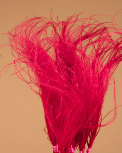 STYPA PENATA CERIRIS