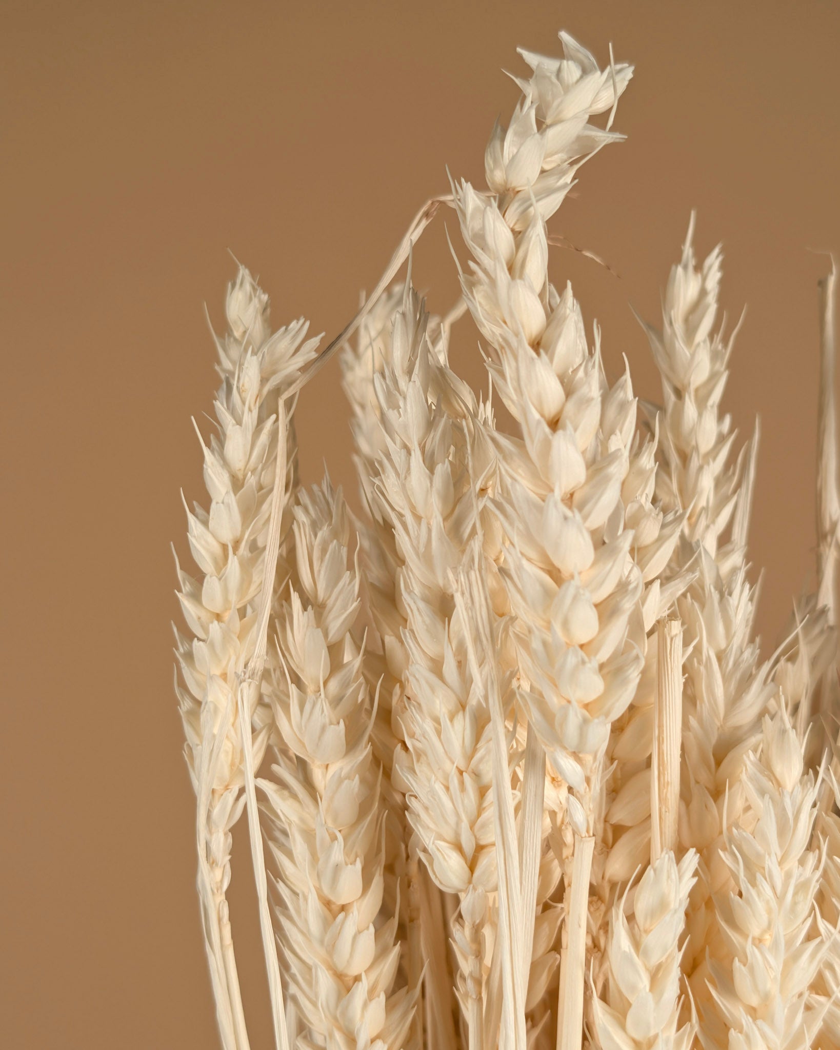 Dried wheat bleached